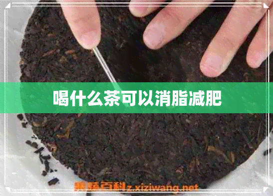 喝什么茶可以消脂减肥