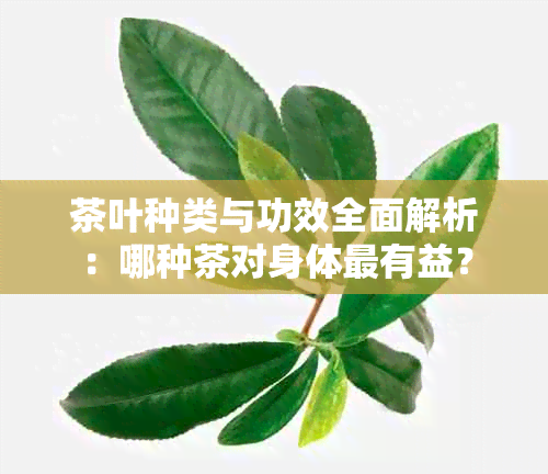 茶叶种类与功效全面解析：哪种茶对身体最有益？