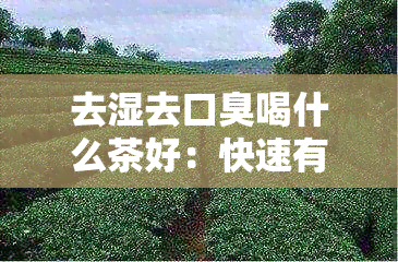 去湿去口臭喝什么茶好：快速有效祛湿气，改善口臭问题