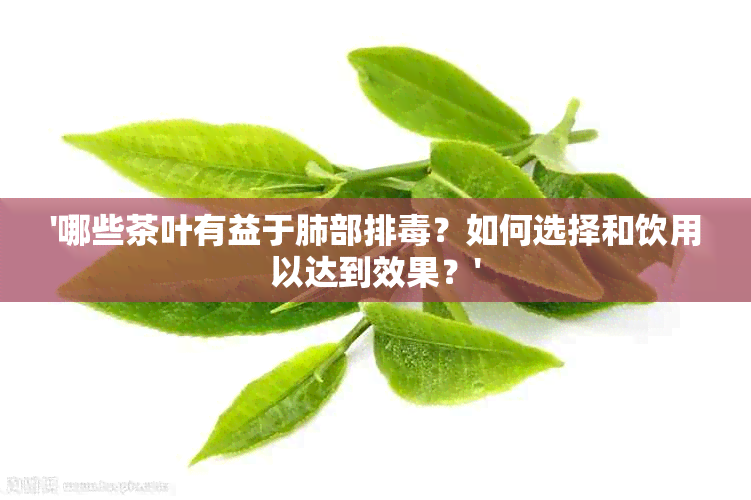 '哪些茶叶有益于肺部排？如何选择和饮用以达到效果？'