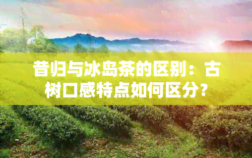 昔归与冰岛茶的区别：古树口感特点如何区分？