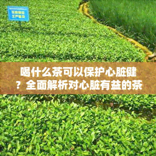 喝什么茶可以保护心脏健？全面解析对心脏有益的茶叶种类与功效