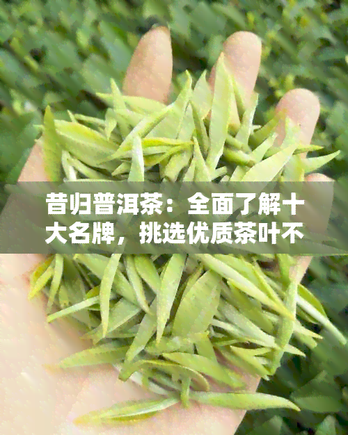 昔归普洱茶：全面了解十大名牌，挑选优质茶叶不再困惑