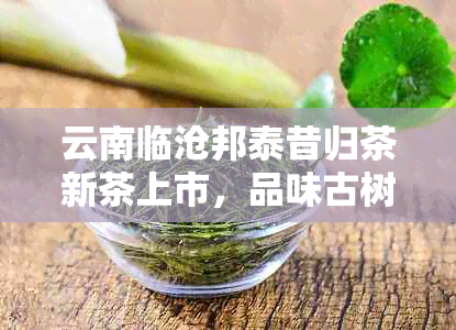 云南临沧邦泰昔归茶新茶上市，品味古树普洱的独特风味