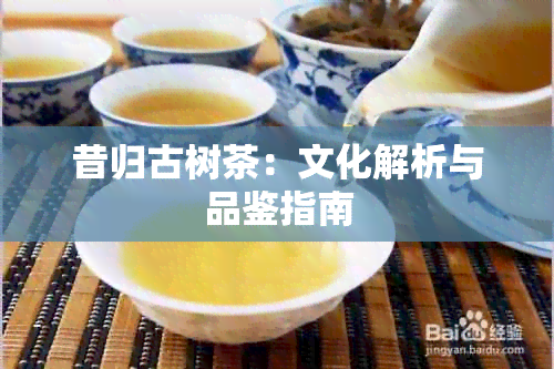 昔归古树茶：文化解析与品鉴指南