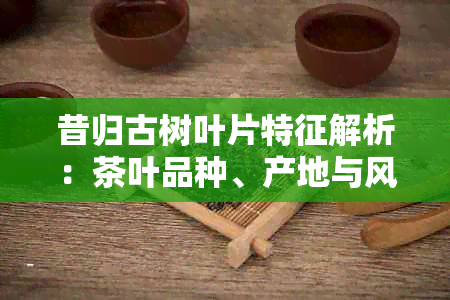 昔归古树叶片特征解析：茶叶品种、产地与风味的综合探讨