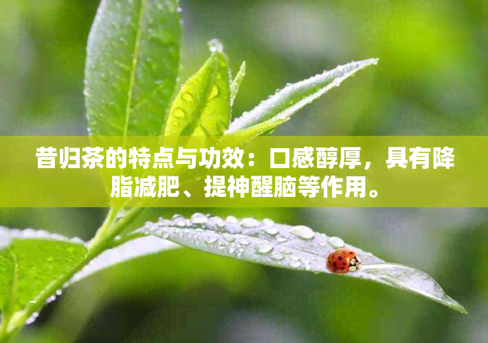 昔归茶的特点与功效：口感醇厚，具有降脂减肥、提神醒脑等作用。