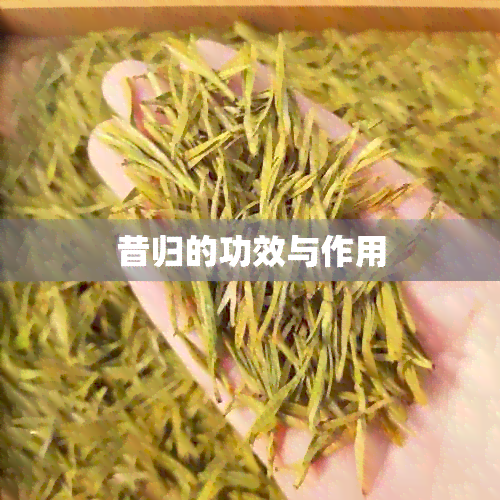 昔归的功效与作用