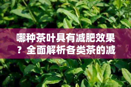 哪种茶叶具有减肥效果？全面解析各类茶的减肥功效与适用人群