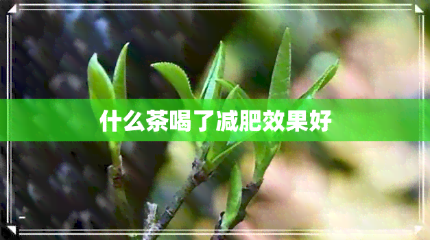 什么茶喝了减肥效果好