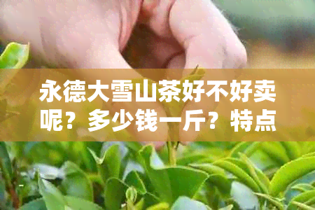 永德大雪山茶好不好卖呢？多少钱一斤？特点是什么？