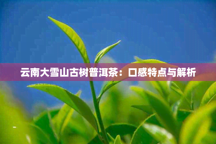 云南大雪山古树普洱茶：口感特点与解析