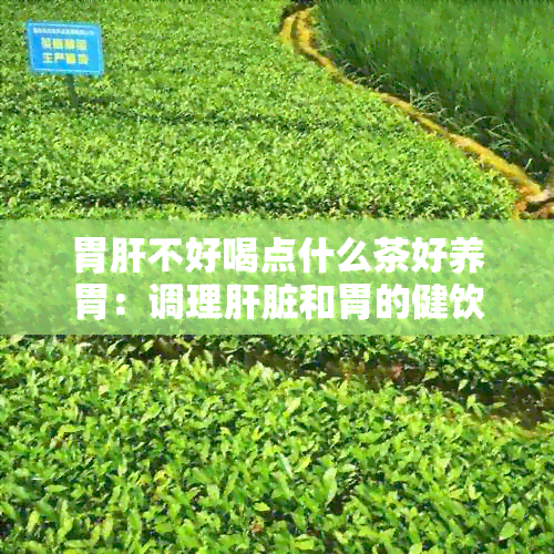 胃肝不好喝点什么茶好养胃：调理肝脏和胃的健饮品推荐