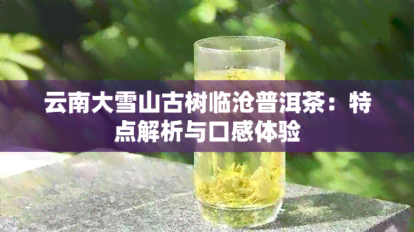 云南大雪山古树临沧普洱茶：特点解析与口感体验