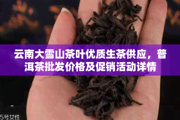 云南大雪山茶叶优质生茶供应，普洱茶批发价格及促销活动详情