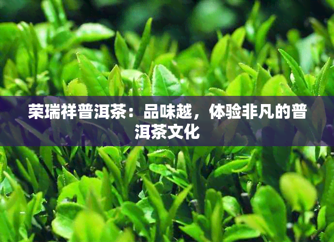 荣瑞祥普洱茶：品味越，体验非凡的普洱茶文化