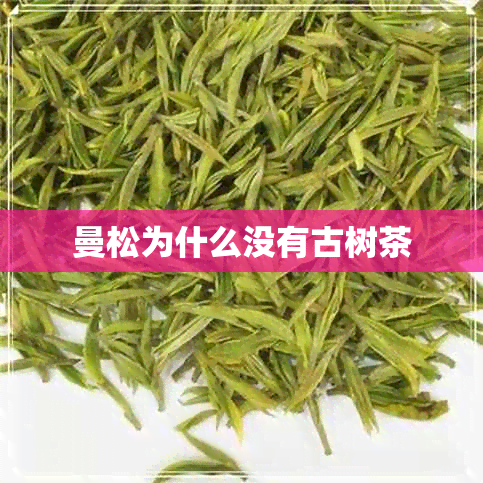 曼松为什么没有古树茶