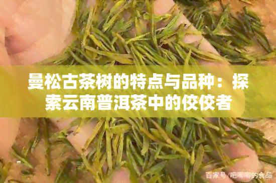 曼松古茶树的特点与品种：探索云南普洱茶中的佼佼者