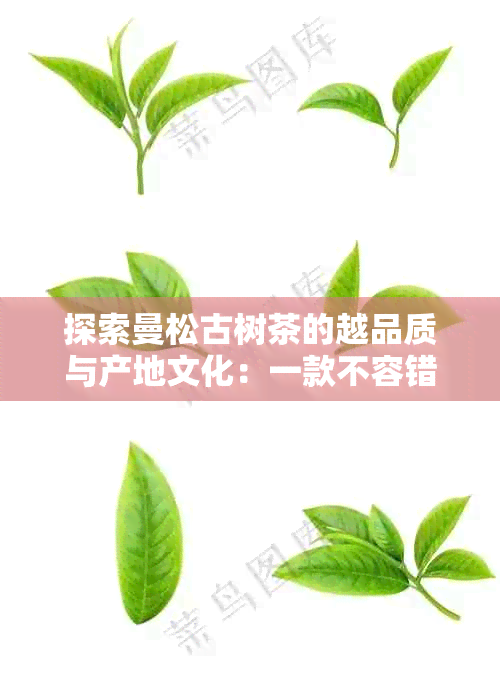 探索曼松古树茶的越品质与产地文化：一款不容错过的普洱茶