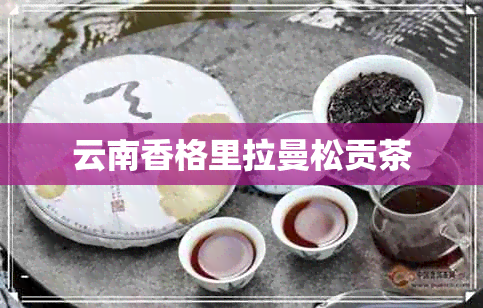 云南香格里拉曼松贡茶