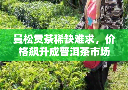 曼松贡茶稀缺难求，价格飙升成普洱茶市场新宠