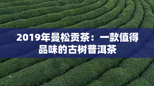 2019年曼松贡茶：一款值得品味的古树普洱茶