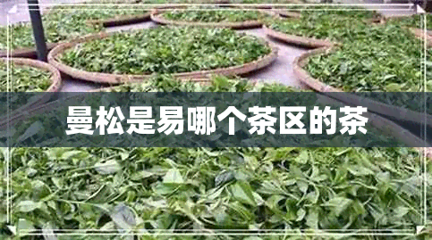 曼松是易哪个茶区的茶