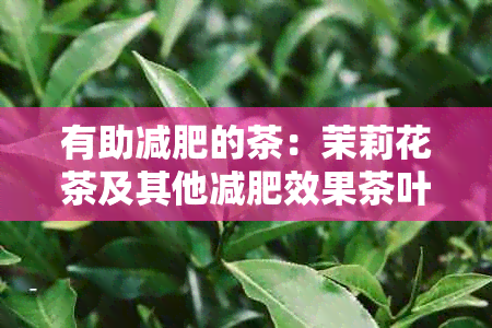 有助减肥的茶：茉莉花茶及其他减肥效果茶叶推荐