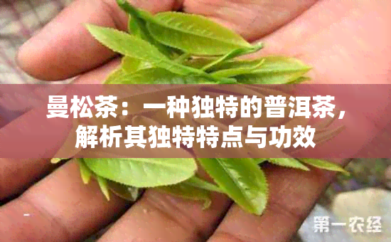 曼松茶：一种独特的普洱茶，解析其独特特点与功效