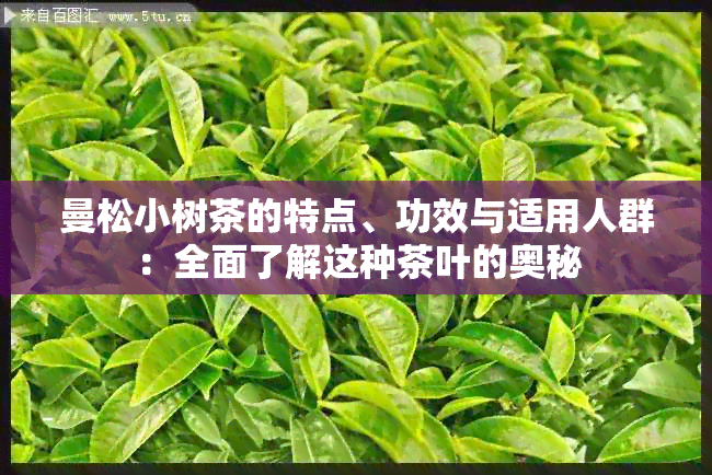 曼松小树茶的特点、功效与适用人群：全面了解这种茶叶的奥秘