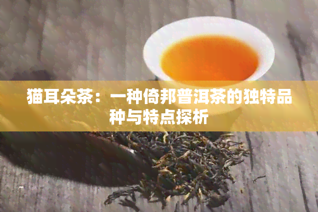 猫耳朵茶：一种倚邦普洱茶的独特品种与特点探析