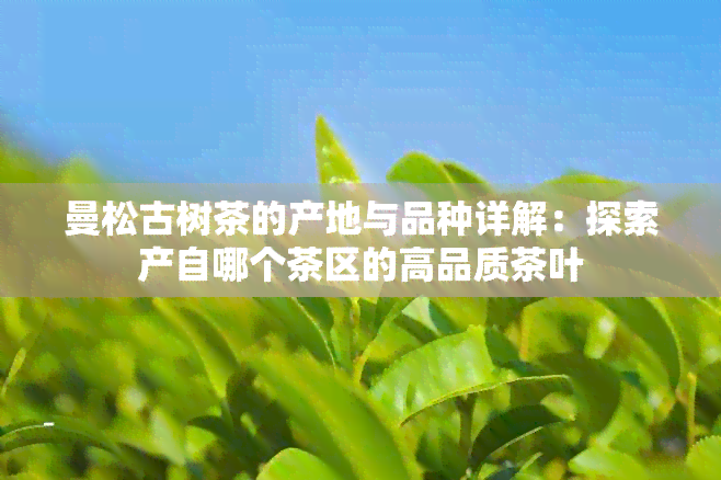 曼松古树茶的产地与品种详解：探索产自哪个茶区的高品质茶叶