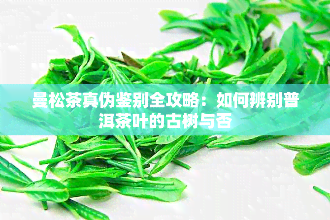 曼松茶真伪鉴别全攻略：如何辨别普洱茶叶的古树与否