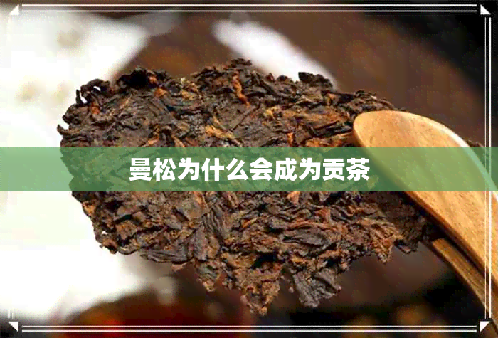 曼松为什么会成为贡茶