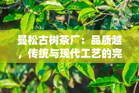 曼松古树茶厂：品质越，传统与现代工艺的完美结合