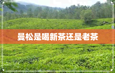 曼松是喝新茶还是老茶