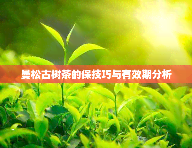 曼松古树茶的保技巧与有效期分析