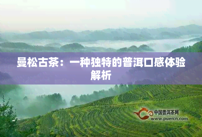 曼松古茶：一种独特的普洱口感体验解析