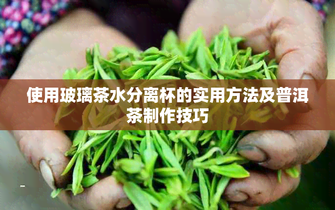 使用玻璃茶水分离杯的实用方法及普洱茶制作技巧