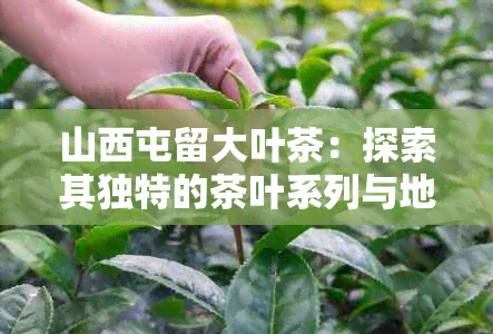 山西屯留大叶茶：探索其独特的茶叶系列与地域特色