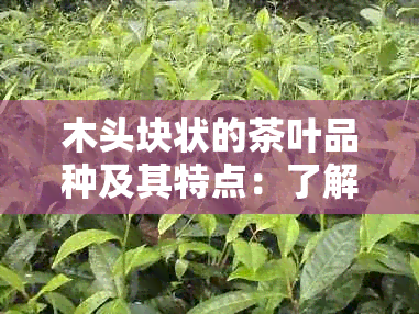 木头块状的茶叶品种及其特点：了解这种独特形态的茶叶