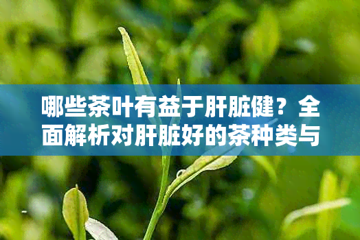 哪些茶叶有益于肝脏健？全面解析对肝脏好的茶种类与功效