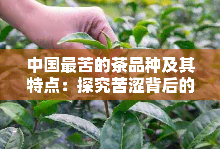 中国最苦的茶品种及其特点：探究苦涩背后的风味魅力与功效