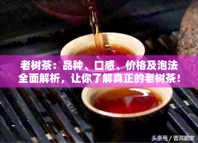 老树茶：品种、口感、价格及泡法全面解析，让你了解真正的老树茶！