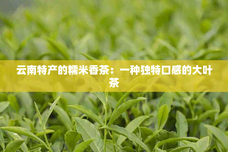 云南特产的糯米香茶：一种独特口感的大叶茶