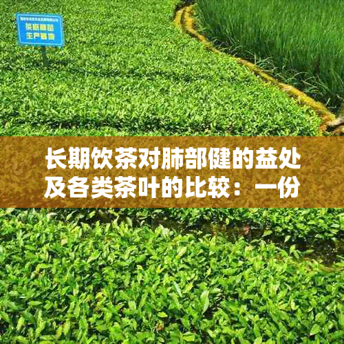 长期饮茶对肺部健的益处及各类茶叶的比较：一份全面的指南