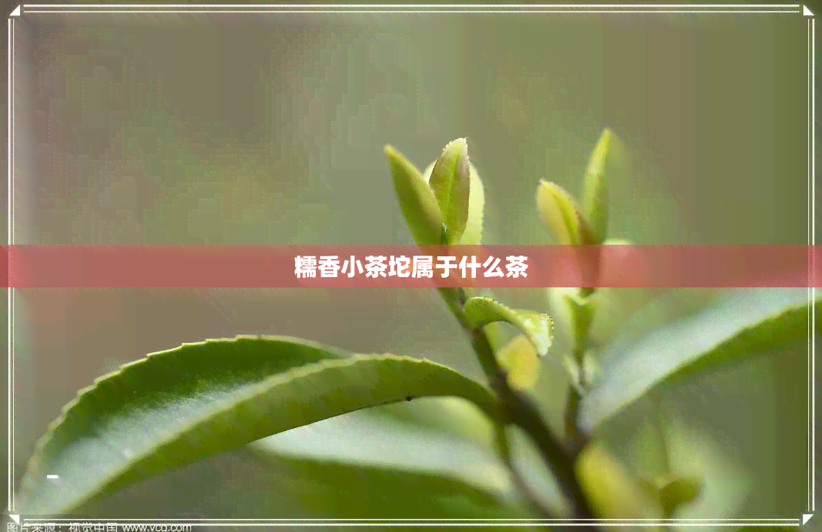 糯香小茶坨属于什么茶