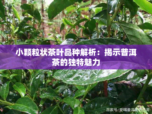 小颗粒状茶叶品种解析：揭示普洱茶的独特魅力