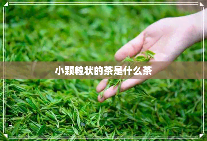 小颗粒状的茶是什么茶