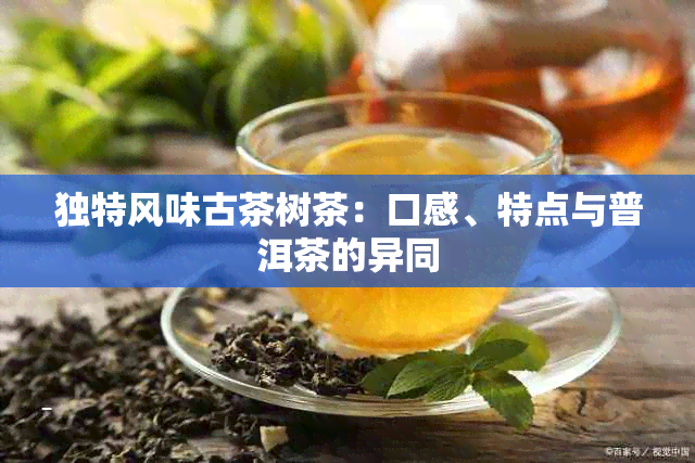 独特风味古茶树茶：口感、特点与普洱茶的异同